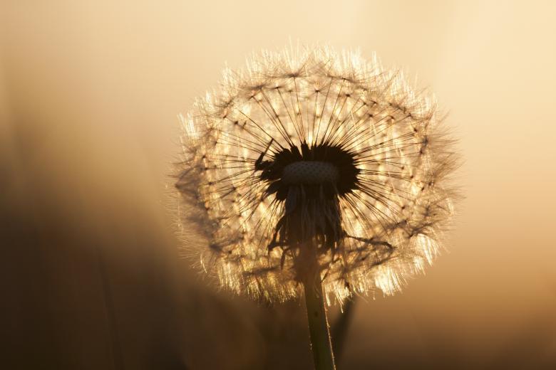 Free stock image of Macro Dandelion created by Pixabay