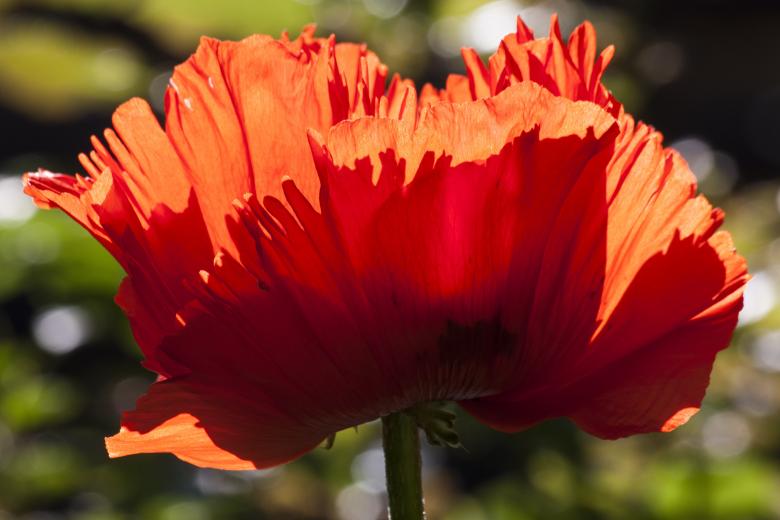 Free stock image of Ornamental Poppy created by Pixabay