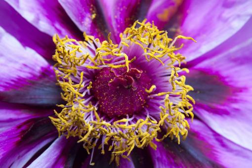 Free Stock Photo of Macro Peony