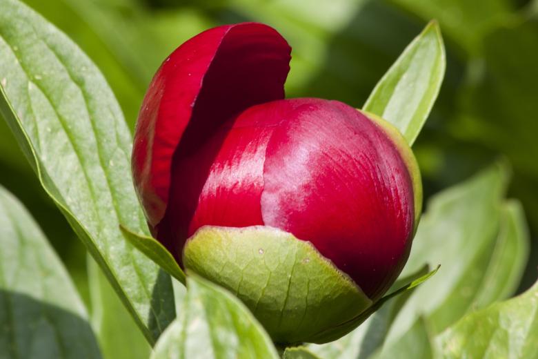 Free stock image of Fresh Peony created by Pixabay