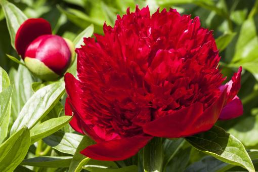 Free Stock Photo of Macro Peony