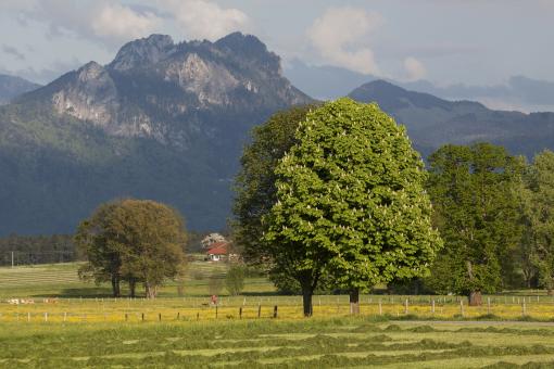 Free Stock Photo of In Spring