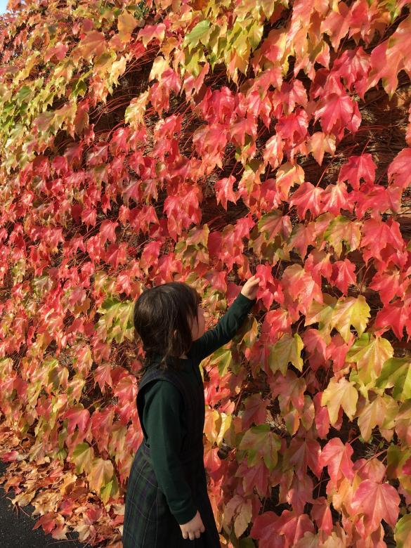 Free stock image of Colors of Nature created by Pixabay