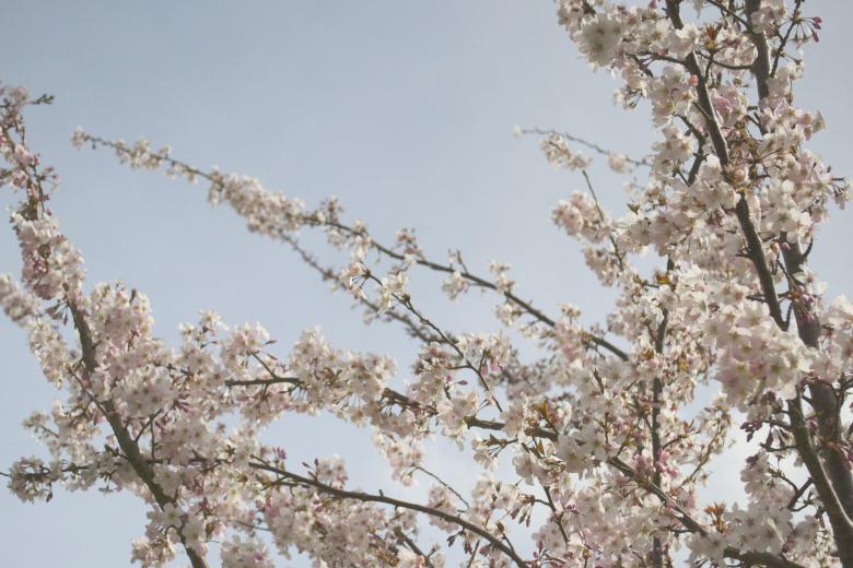 Free stock image of Cherry Blossom created by Pixabay
