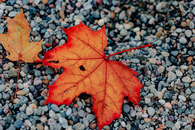 Free stock image of Fallen Leaf created by Pixabay