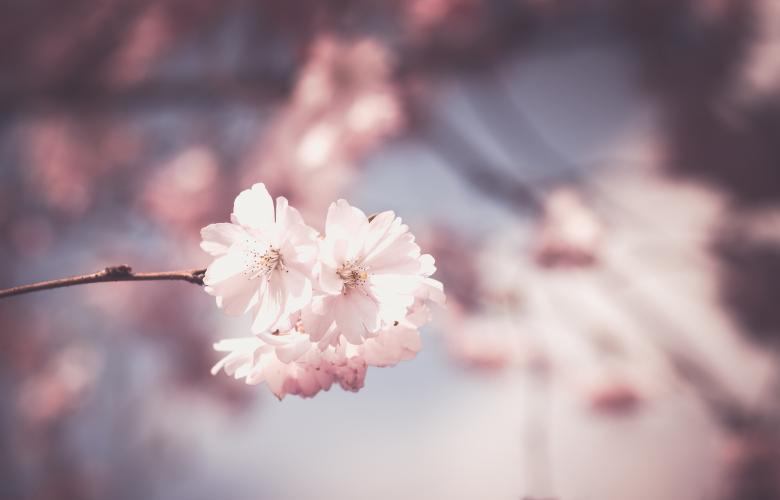 Free stock image of Pink Flowers created by Pixabay