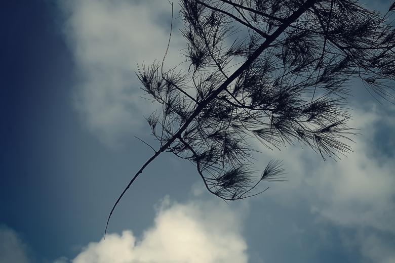 Free stock image of Cloud and tree created by Satrio aribowo