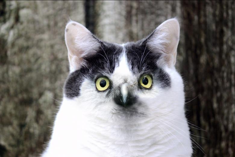 Free stock image of Cat with Eagle Eyes created by Pixabay