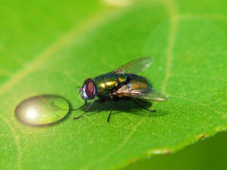 Macro Fly - Free Stock Photo