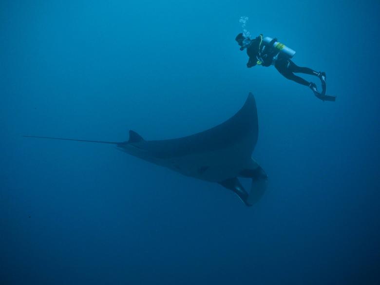 Free stock image of Manta Ray created by Pixabay