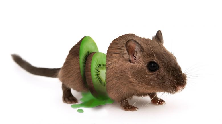 Free stock image of Kiwi Mouse created by Pixabay