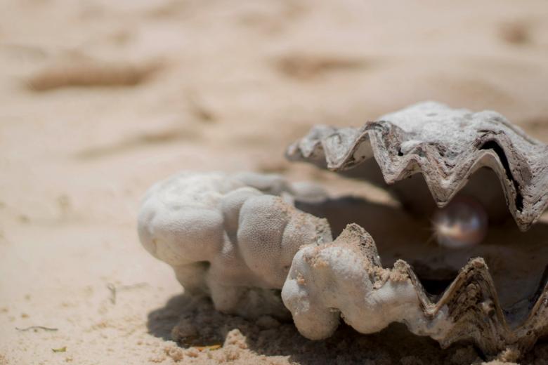 Free stock image of Pearl in the Shell created by Pixabay