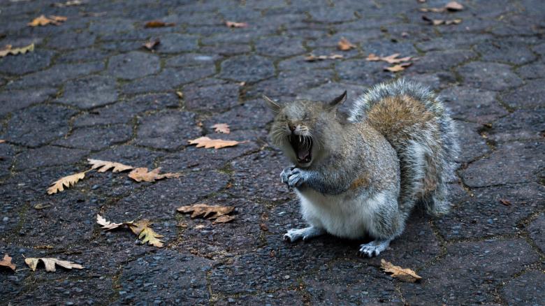 Free stock image of Squirrel Cat created by Pixabay