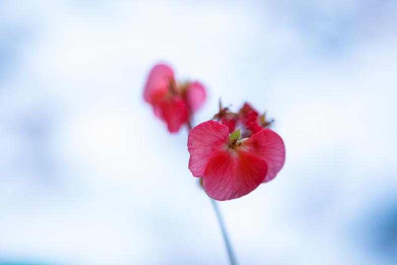Free stock image of Red Single Flower created by 2happy