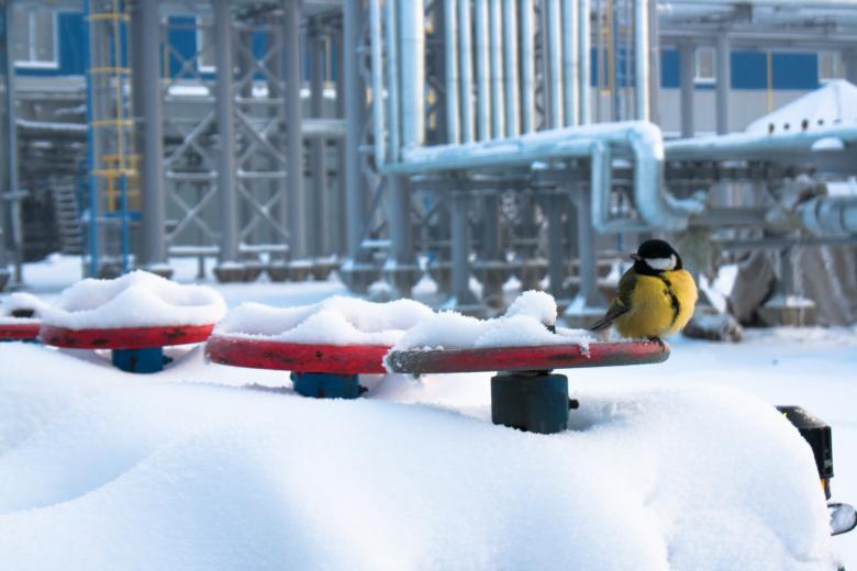 Free stock image of Bird on Valve in Snow created by 2happy