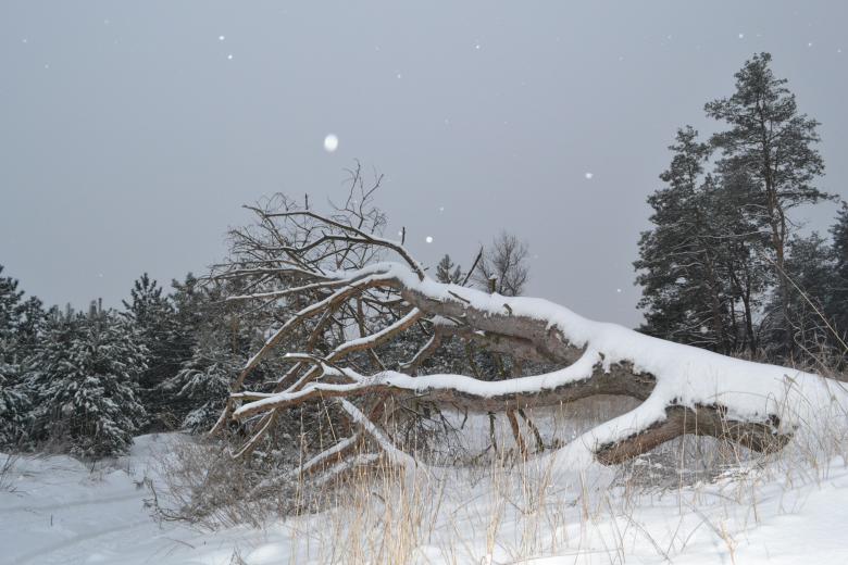 Free stock image of Winter's tale created by Svetlana