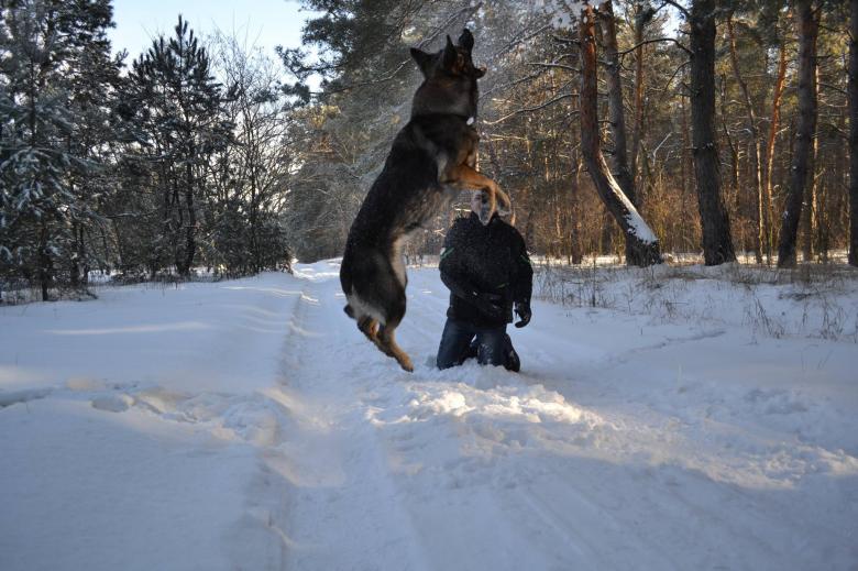 Free stock image of Flying Dog created by Svetlana