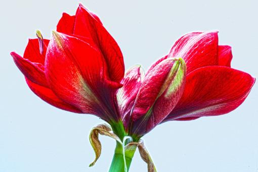 Free Stock Photo of Fresh Amaryllis