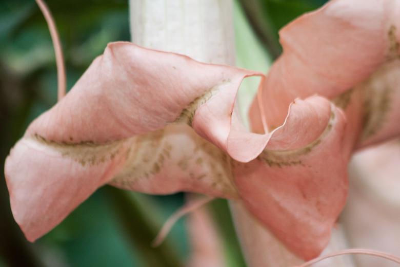 Free stock image of Angel Trumpets created by Pixabay
