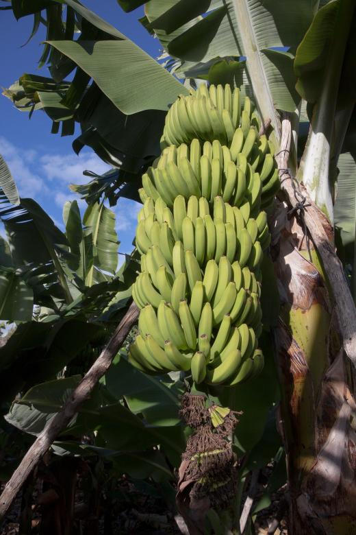 Free stock image of Green Bananas created by Pixabay