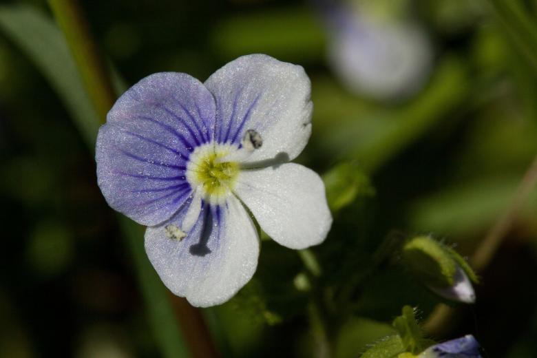 Free stock image of Blooming Flower created by Pixabay