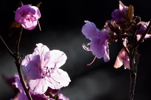 Free Stock Photo of Fresh Flowers