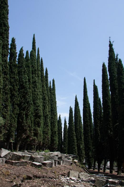 Free stock image of Cypress created by Pixabay