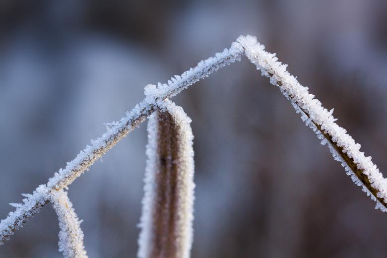 Free stock image of Hoar Frost created by Pixabay