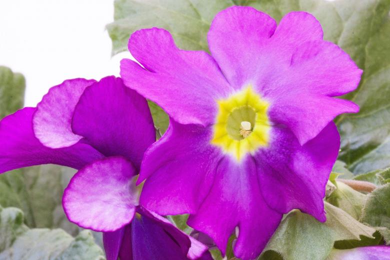 Free stock image of Purple Primroses created by Pixabay
