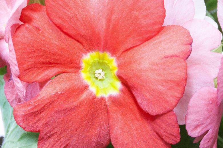 Free stock image of Fresh Primroses created by Pixabay