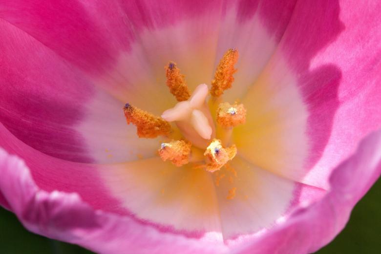 Free stock image of Macro Tulip created by Pixabay