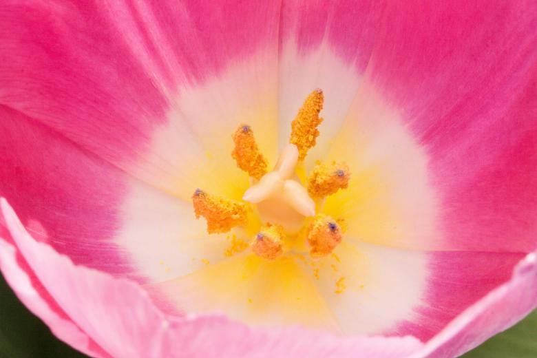 Free stock image of Macro Tulip created by Pixabay