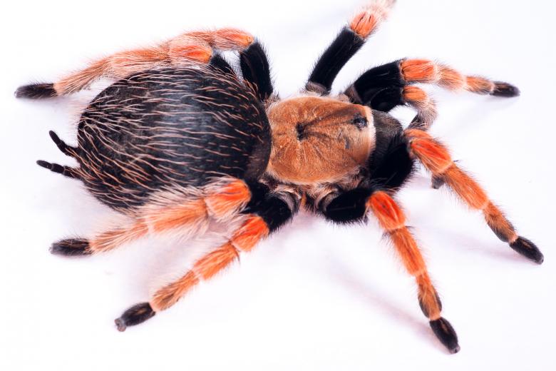 Free stock image of Large Hairy Spider created by 2happy