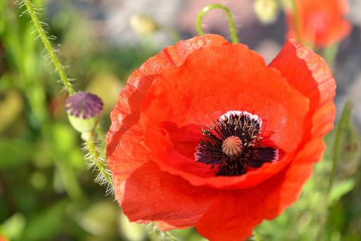 Red Poppy Flower - Free Stock Photo