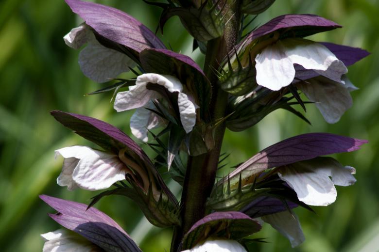 Free stock image of Wild Acanthus created by Pixabay