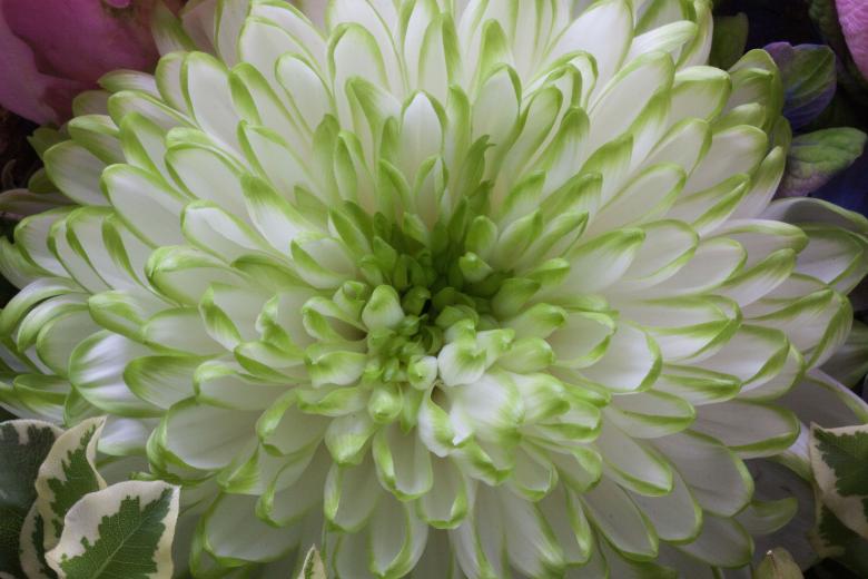 Free stock image of Blooming Dahlia created by Pixabay