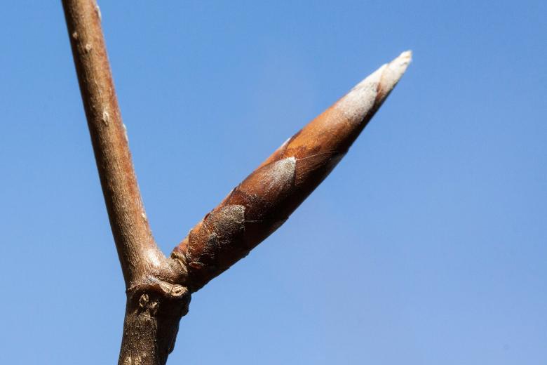 Free stock image of Bud Closeup created by Pixabay
