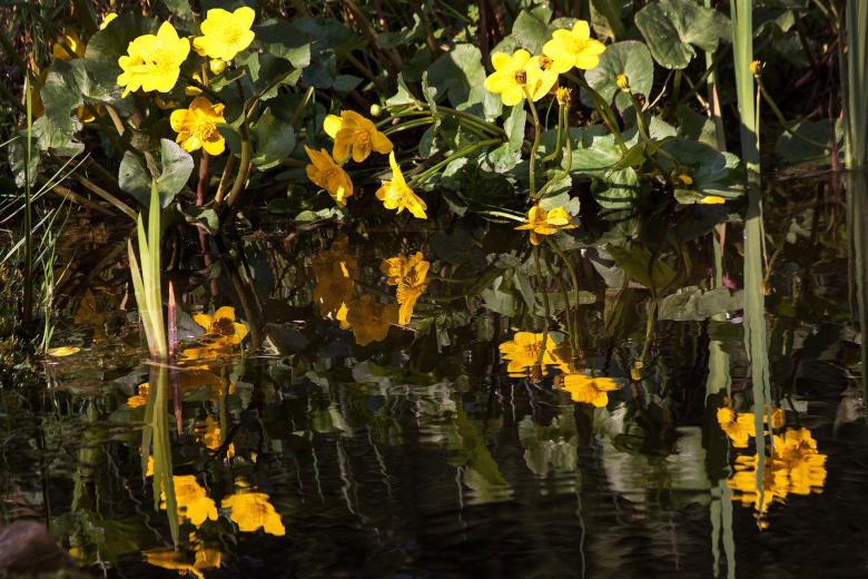 Free stock image of Caltha Palustris created by Pixabay