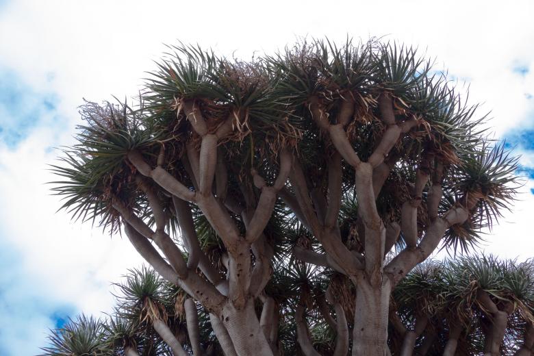 Free stock image of Canary Island Dragon Tree created by Pixabay