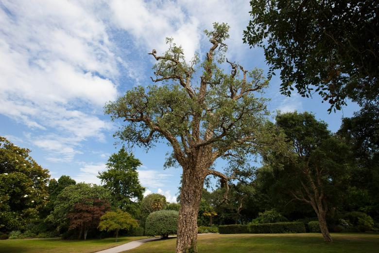 Free stock image of Cork Oak created by Pixabay