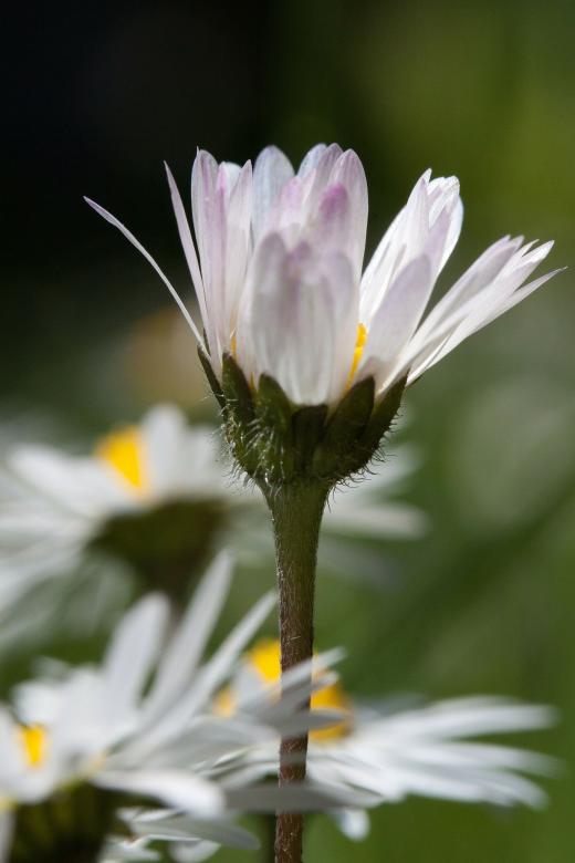 Free stock image of Fresh Daisy created by Pixabay