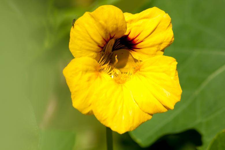 Free stock image of Fresh Nasturtium created by Pixabay