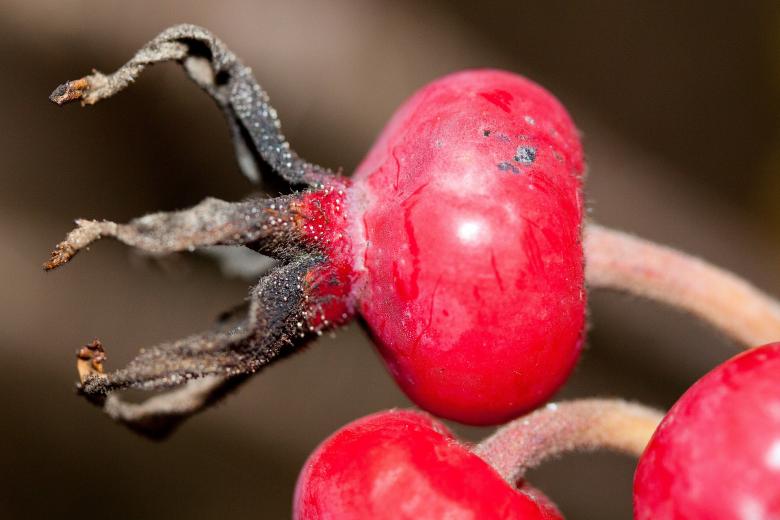 Free stock image of Rose Hip created by Pixabay