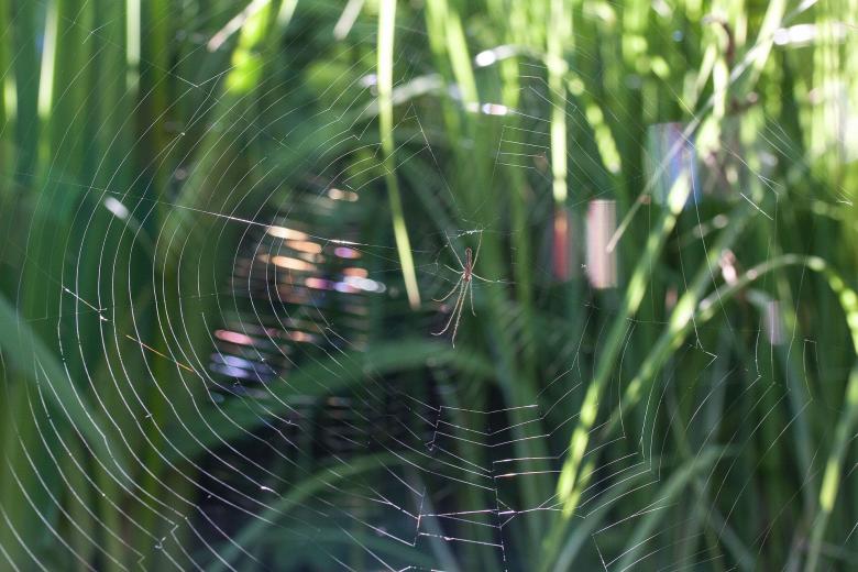 Free stock image of Strecker Spider created by Pixabay