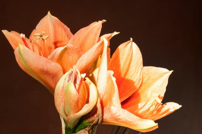 Free stock image of Fresh Amaryllis created by Pixabay