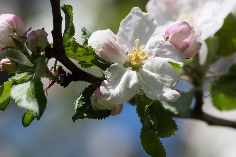 Free stock image of Apple Blossom created by Pixabay