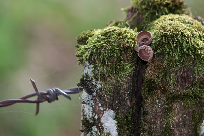 Free stock image of Barbed Wire created by Pixabay
