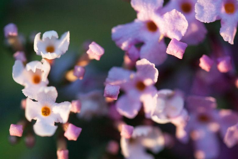 Free stock image of Buddleja Davidii created by Pixabay