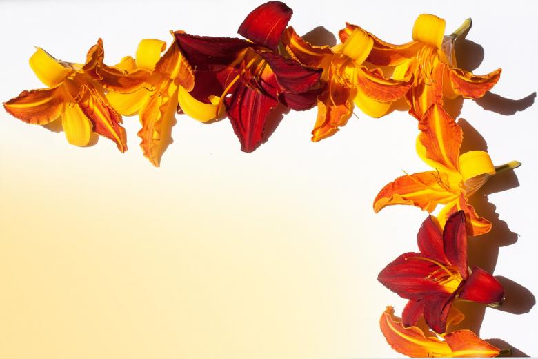 Free stock image of Daylily Background created by Pixabay