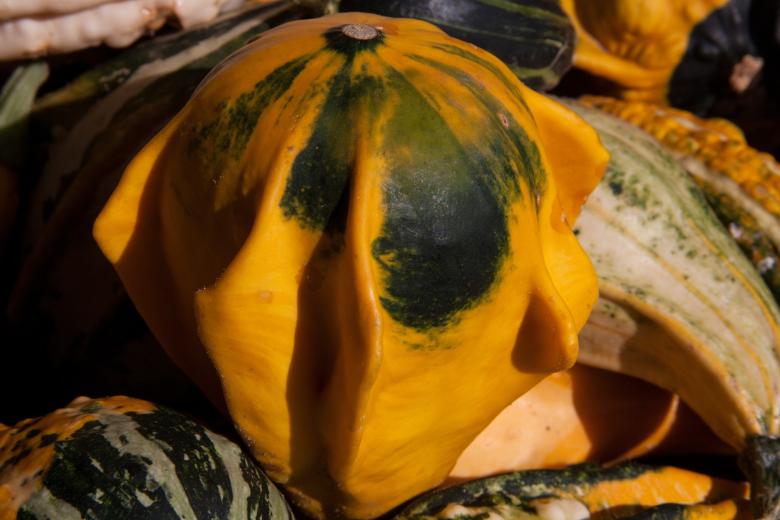 Free stock image of Decorative Squashes created by Pixabay